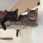 Cat Shelves: Make your own cat climbing area