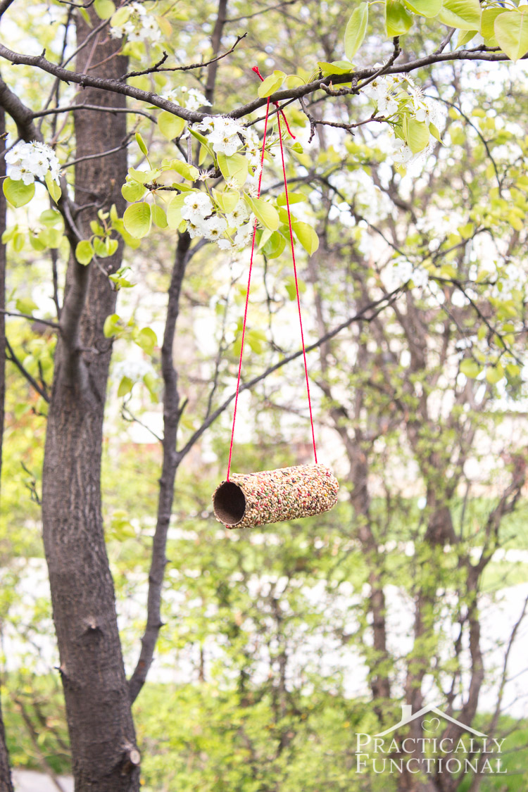Turn A Toilet Paper Roll Into A Bird Feeder!