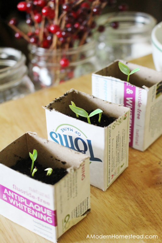 DIY-Seed-Starter-Pots-Sprouted-Plants