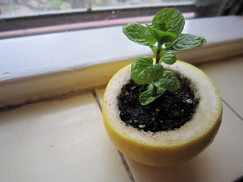 Lemon rind as a plant starter pot