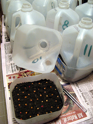 Milk jugs make seed starter pots that you can leave outdoors in winter