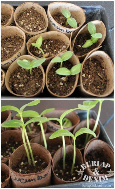 Recycle-and-Reuse-toilet-paper-rolls-as-plant-starter-pots