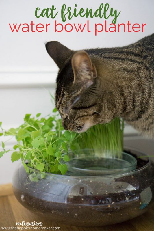 Cat friendly water bowl planter and 25 other simple diy pet projects anyone can do