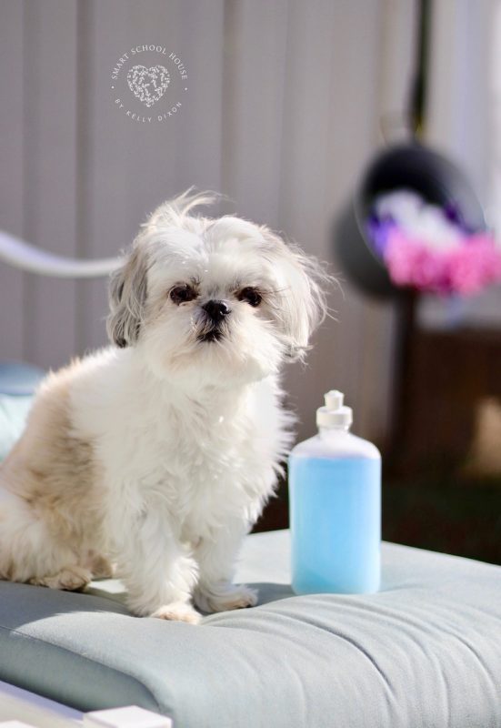 Homemade dog shampoo and 25 other simple diy pet projects anyone can do