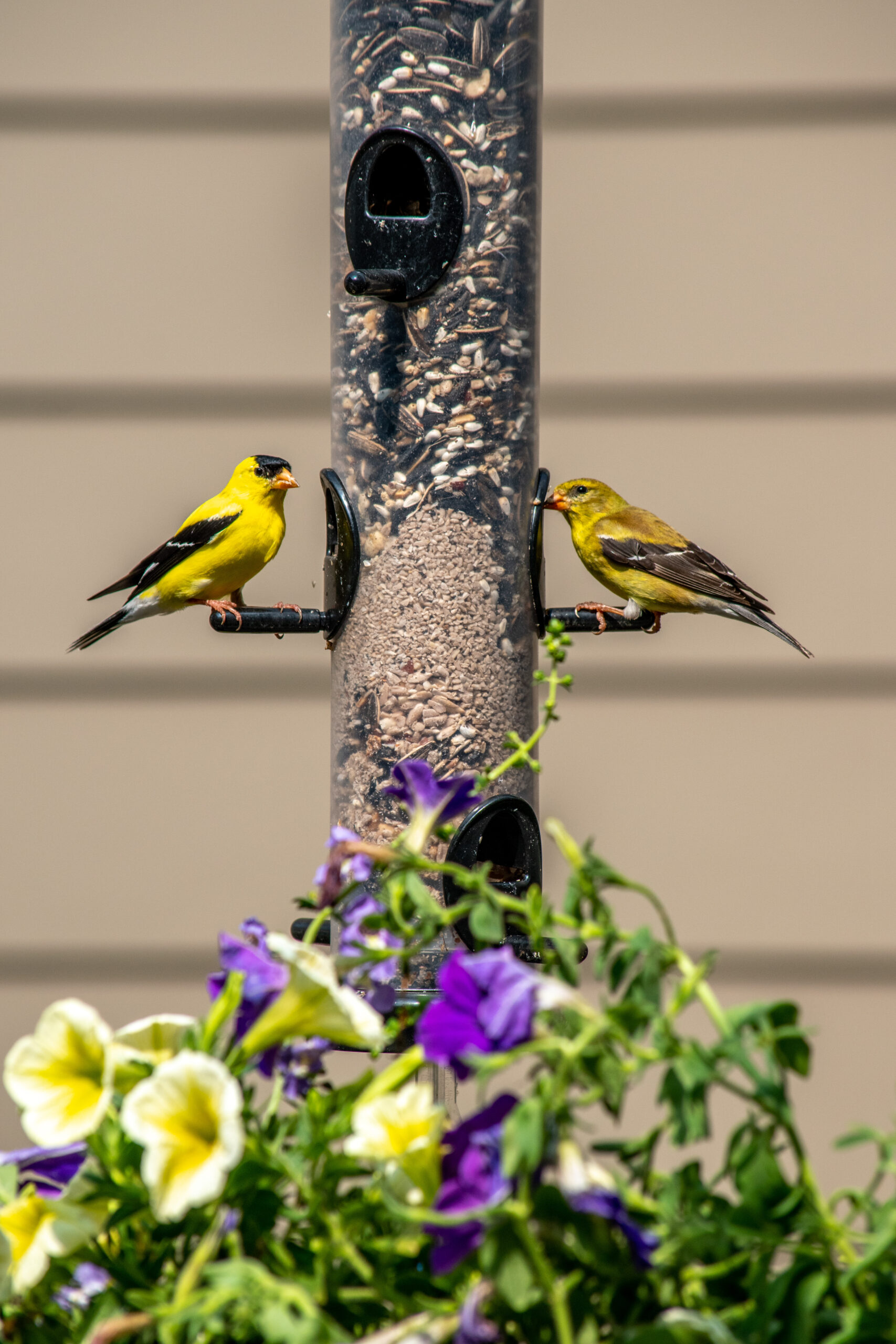 Goldfinch Metal Songbird Bird Indoor/Outdoor Decor for Garden
