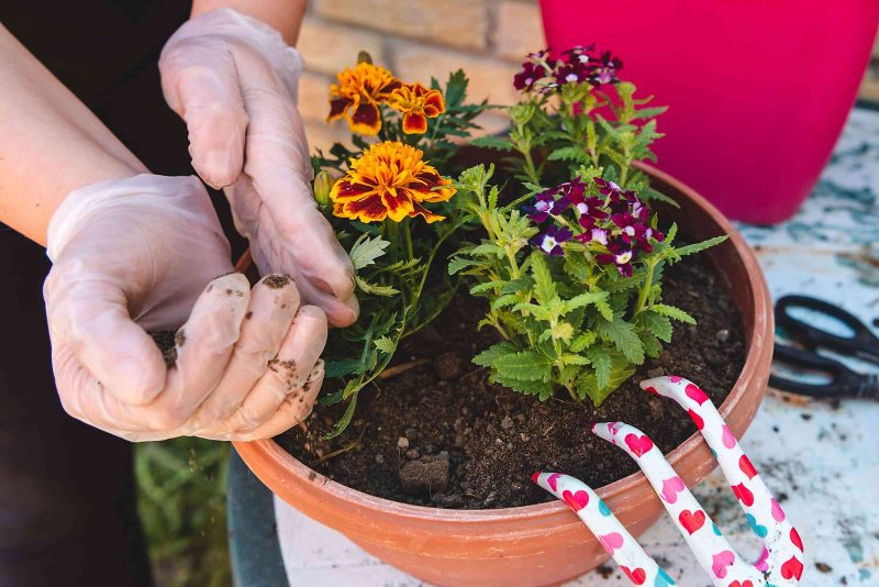 person adding soil to a potted plant with potting supplies